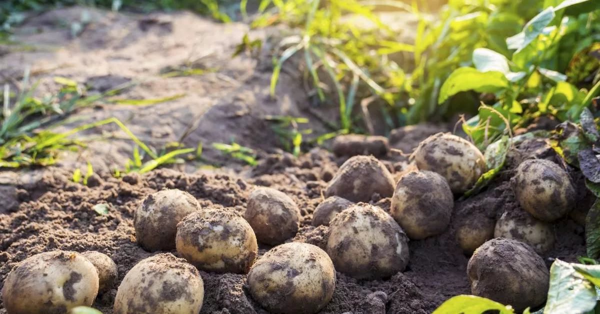 Что посадить на участке после выкапывания ранней картошки