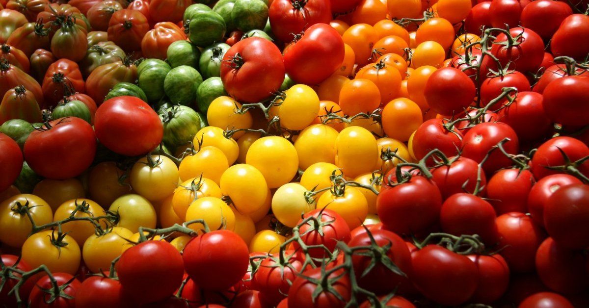 Справочник огородника: сорта и гибриды томатов