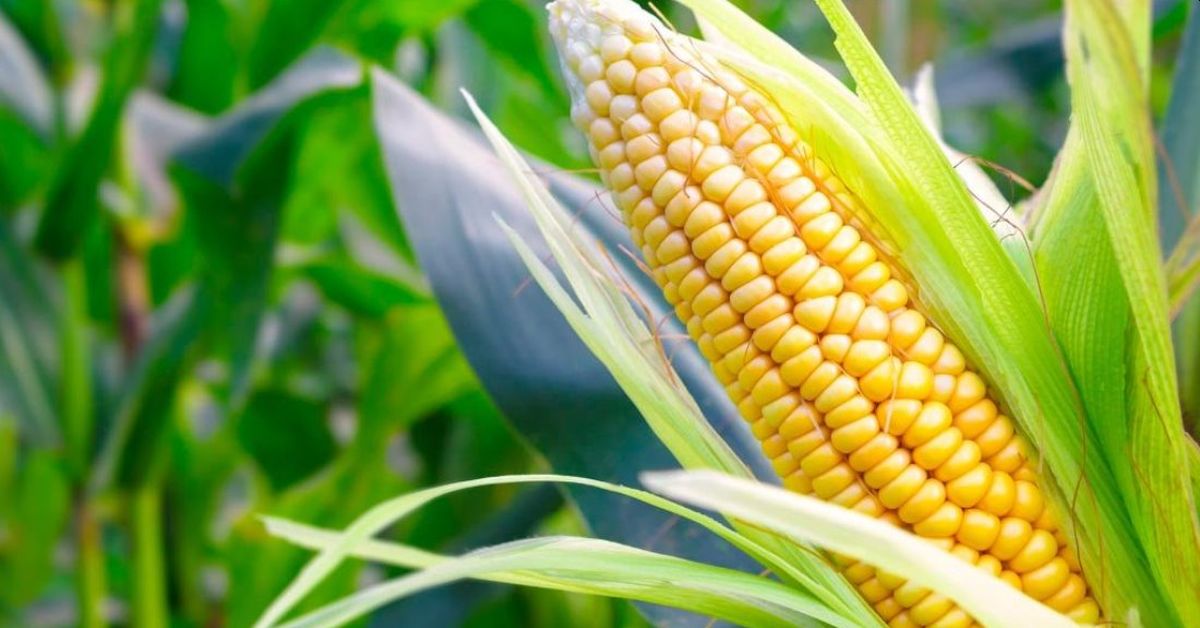 Любит ли кукуруза воду и чем может заболеть?