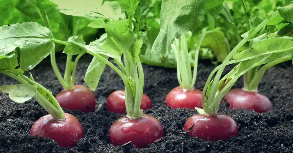 Когда можно будет собирать первые урожаи овощей и зелени?
