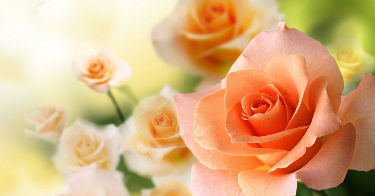 Миниатюрная красавица — комнатная роза