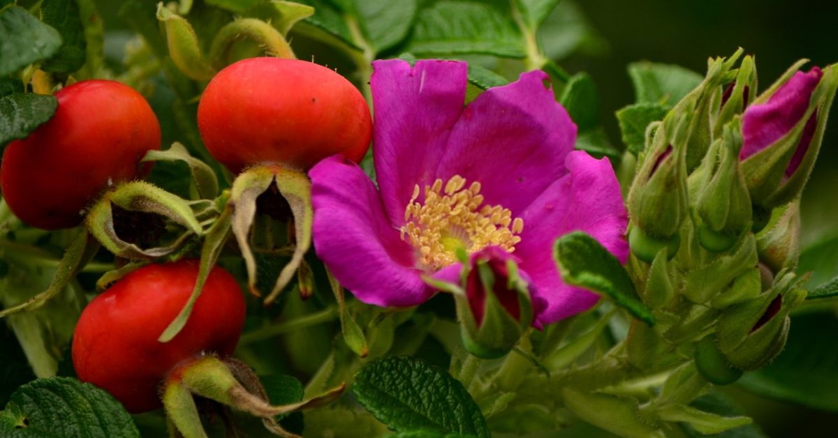Розанная цикадка – угроза для роз и других садовых культур