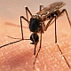 Как избавиться от комаров на дачном участке? Рассказали специалисты санэпидемстанции