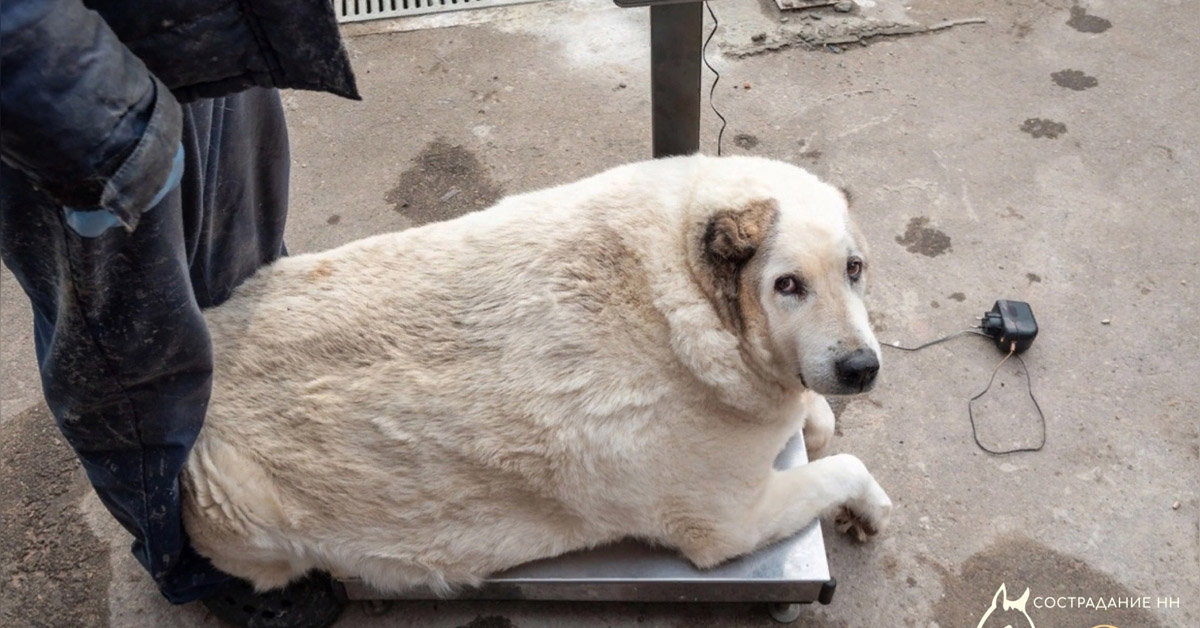 На улице нашли бездомного пса весом под сто кило