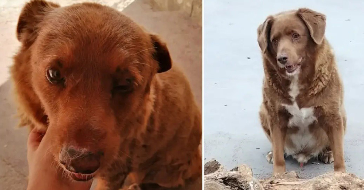 В Португалии умер самый старый пес в мире, проживший 31 год