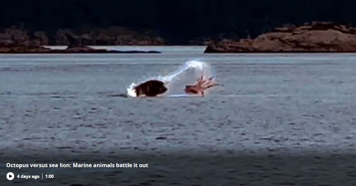 Поединок осьминога с морским львом попал на видео