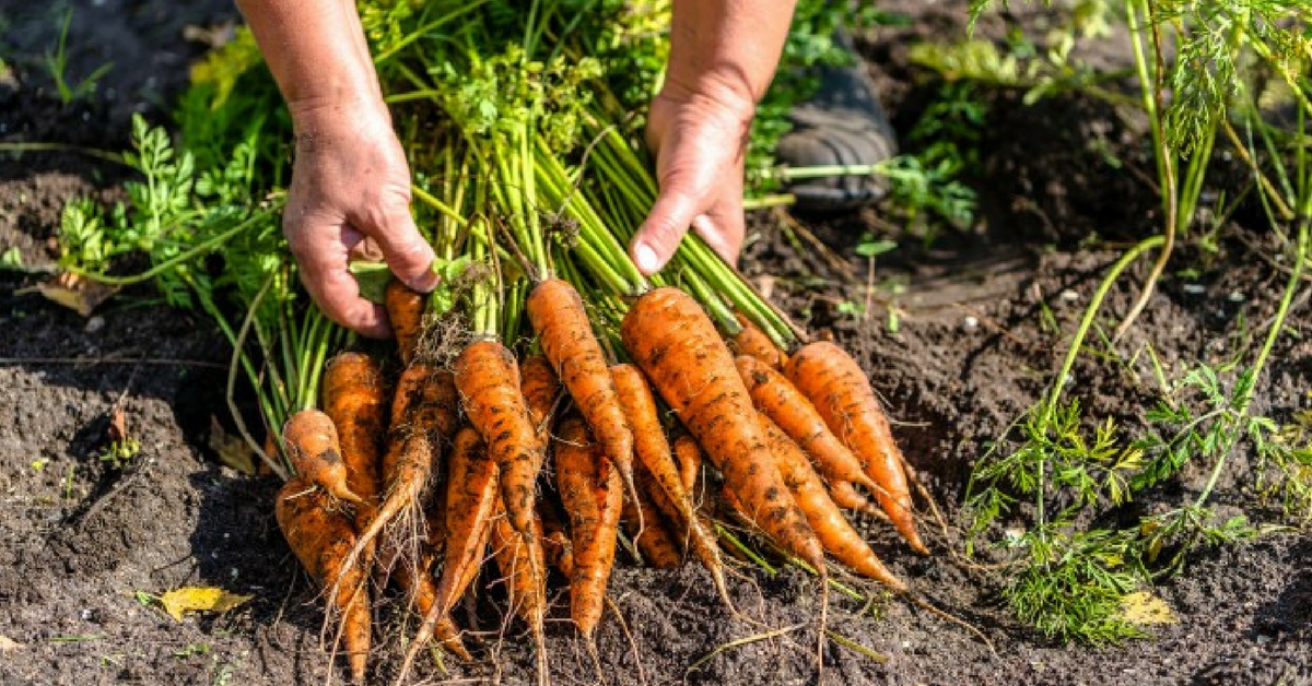 Садим морковь семенами в открытый грунт