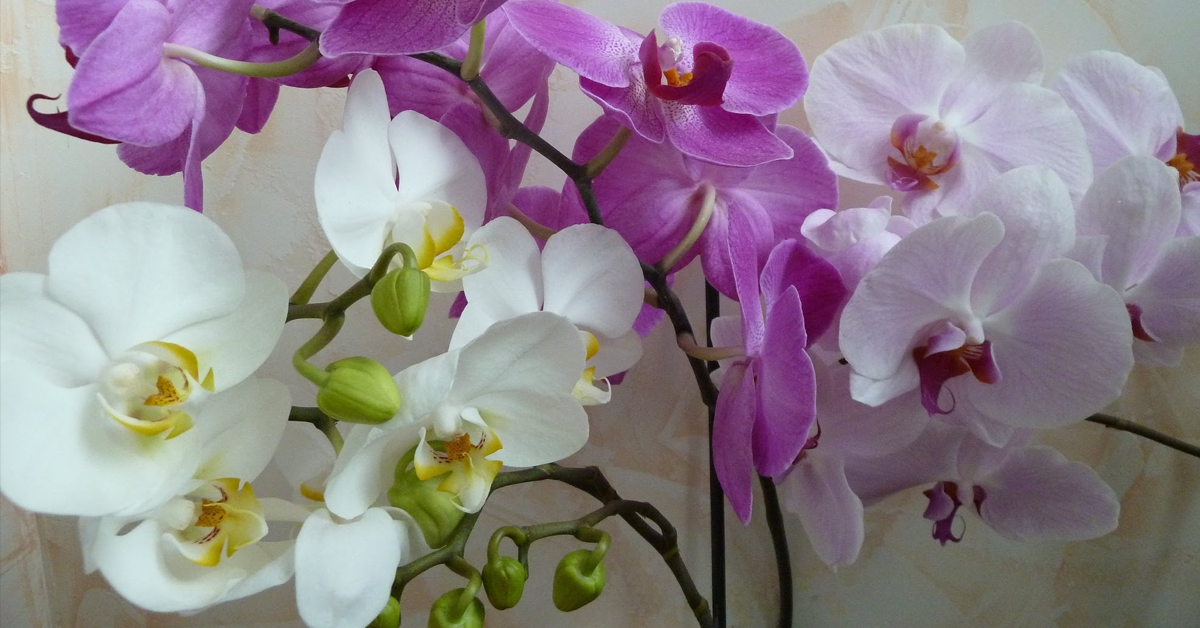Правильный полив орхидей