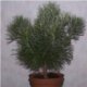 adenanthos 1